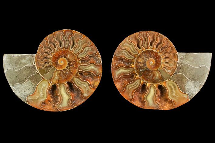 Agate Replaced Ammonite Fossil - Madagascar #150908